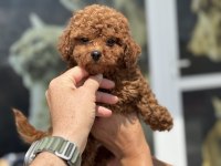 Petmode köpek çiftliğinde ziyarete açık tea cup poodle