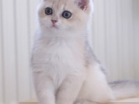 Safkan british shorthair Ay12 dişi