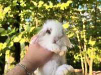 HOLLANDA TEDDY LOP TAVŞAN YAVRULAR