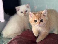 En güzel british shorthair yavrularımız ziyarete açık