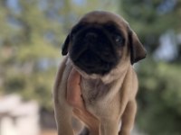 A kalite pug mops bebeğim
