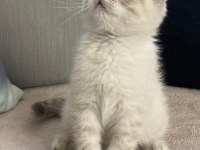 Yavru british shorthair kedisi