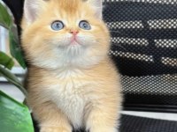 Özel rengi ve güzelliğiyle golden british shorthair NY12