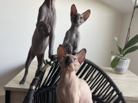 Tüysüz canada sphynx yavru