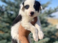 Petmode köpek çiftliğinde ziyarete açık border collie