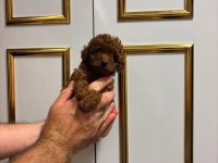 Kilo ve ırk garantili poodle bebeklerimiz
