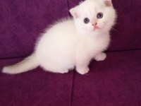 Golden kedimiz 2 yaşında
