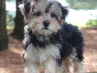 Morkie Yavrularımızı Canlı Görerek Alabilirsiniz