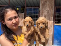 Bebek yüzlü maltipoo teacup yavrularımız