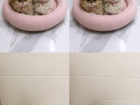 BEBİŞ KEDİLERİMİ SAHİPLENDİRİYORUM 2 BEYAZ VE 2 GRİ