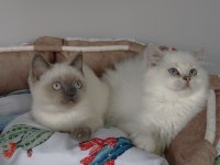 Maviş point British shorthair / Longhair bebeğim