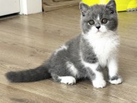 Safkan British Shorthair Yavru