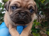 A KALİTE SIFIR BURUN GÜL KUYRUK PUG BEBEKLER