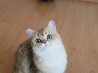 British shorthair ny11 golden