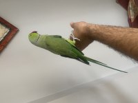 Evcil Konuşan Pakistan papağanı