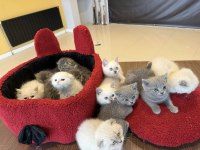 EN GÜZEL SCOTTISH FOLD YAVRULAR BRITISH YAVRULAR ANKARA