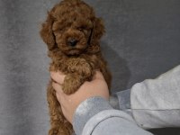 BEBEK YÜZLÜ POODLE BEBEKLER