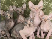 İki Aylık Naked Beauty Sphynx Cattery