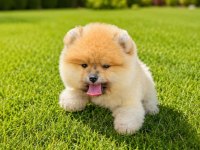 Ayı surat turuncu pomeranian boo teddy