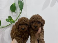 Korekan poodle bebeklerimiz