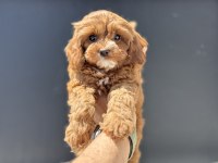 Petmode köpek çiftliğinde ziyarete açık kore maltipoo
