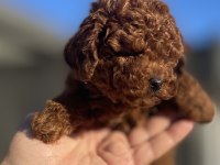 KG GARANTİLİ ORJİNAL POODLE YAVRULAR