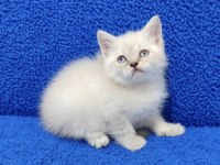 YENİ YUVASINA GİTMEYE HAZIR BRİTİSH PONÇİK