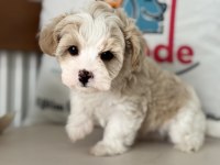 Show kalite tea cup kore maltipoo yavrular
