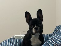 Çok sevimli ve enerjik dolu dişi french bulldog