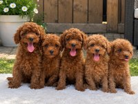 DENİZLİ MERKEZ TESLİME HAZIR POODLE YAVRULAR