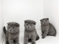 Scottish Fold Blue Yavrular
