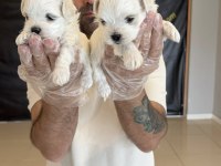 shoooowwww kalite maltese terrier yavrular ankara mağazmzd