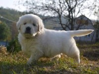 Golden Retriever Yavrular Canlı Görerek Alabilirsiniz