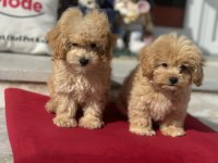 Petmode köpek çiftliğinde ziyarete açık maltipoo