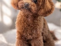Kore poodle küçük ırk