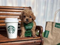 MALTİPOO AŞIKLARININ ARADIĞI O YAVRULAR
