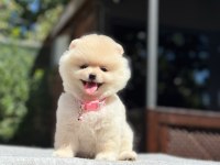 Ayıcık surat pomeranian yavrular