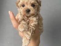Teacup Kore maltipoo garantili
