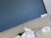 Van kedisi yavrular Ankara mağazamızda