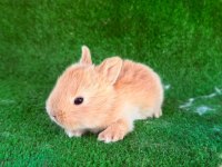 SAFKAN HOLLANDA LOP VE CÜCE TAVŞAN YAVRULAR