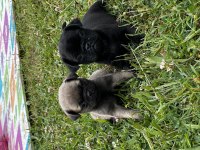 Pug yavrularımızı tek ya da toplu vermek istiyoruz