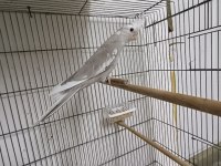 Wf cinnamon pied 2 aylık sultan papağanı yeme düştü