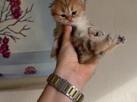 ANNE VE BABA ŞECERELİ OLAN IRKININ ÇOK GÜZEL ÖRNEĞİ KEDİMİZ