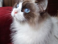 Safkan Ragdoll Bebekler