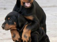 SÜS KÖPEKLERİNİZE BENZEMEZ BU ASALETİN TANIMI