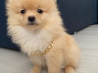 Pomeranian boo 3 aylık