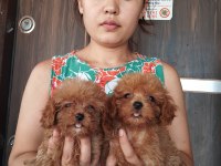 Tatlı maltipoo yavrular bizde