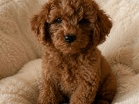 4 AYLIK SAFKAN TOY POODLE