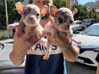 SAFKAN 0 numara KİLO GARANTİLİ FRENCH BULDOG MERLE