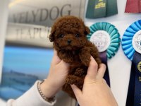 Orjinal Toy Poodle Yavrumuz
